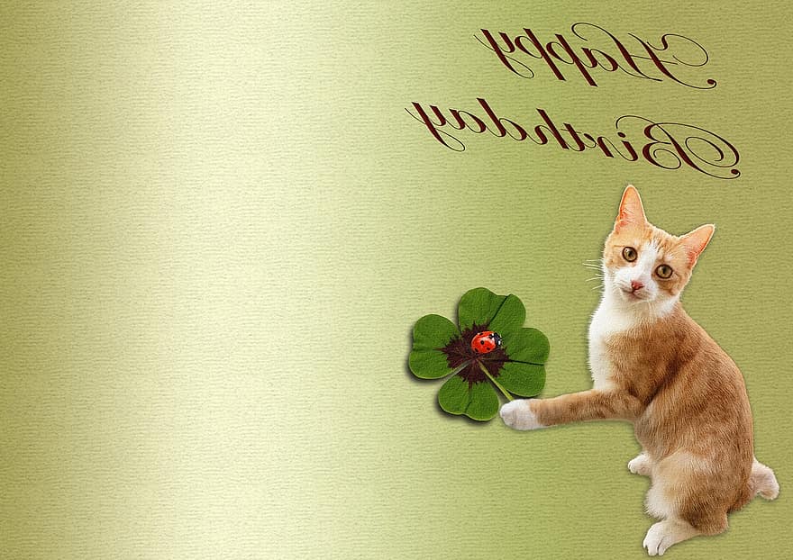 ulang tahun, kucing, semanggi beruntung, ladybug yang beruntung, kepik, Latar Belakang, Selamat ulang tahun, kartu ulang tahun, peta, hijau, penuh warna