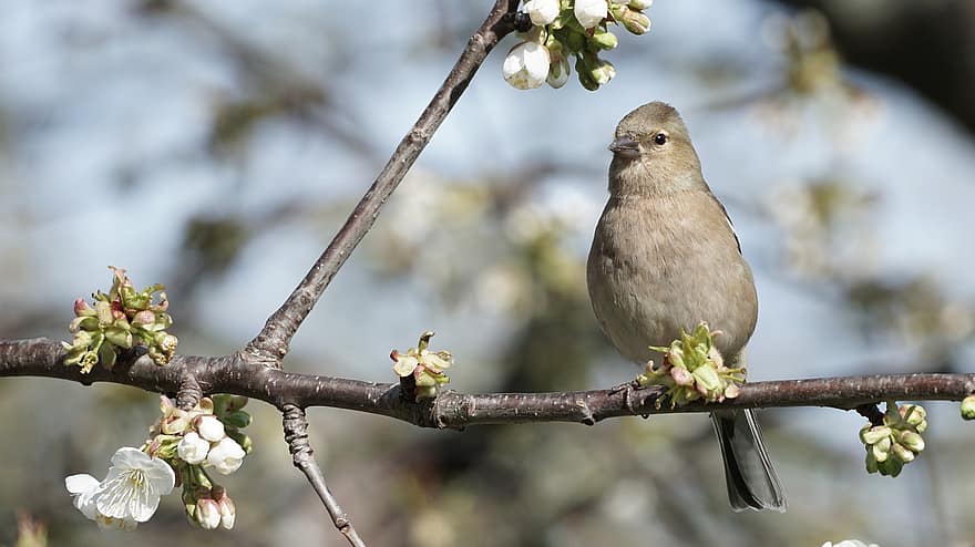 Chaffinch, Bird, Animal, Finch, Flowers, Blossoms, Wildlife, Plumage, Branch, Perched, Birdwatching