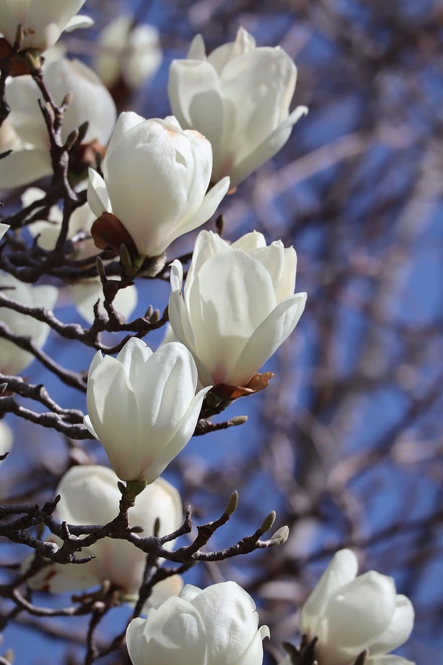magnolia, fiori, rami, fiori bianchi, petali, primavera, fioritura, albero, pianta, naturale, natura
