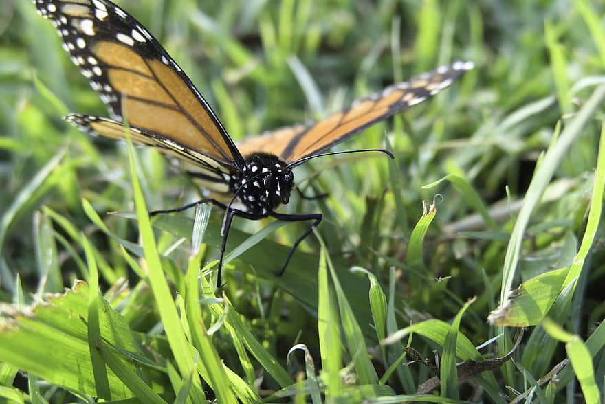 papillon monarque, papillon, herbe, insecte, ailes, les plantes, la nature, macro
