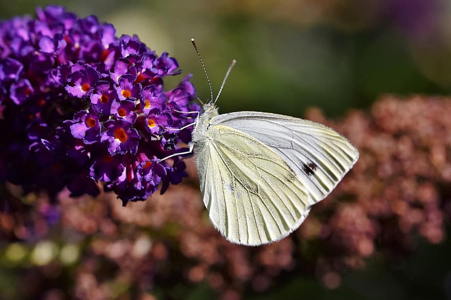 sommerfugl, blomst, insekt, vinger, grøn-venet hvid sommerfugl, plante, tæt på, makro, multi farvet, sommer, grøn farve