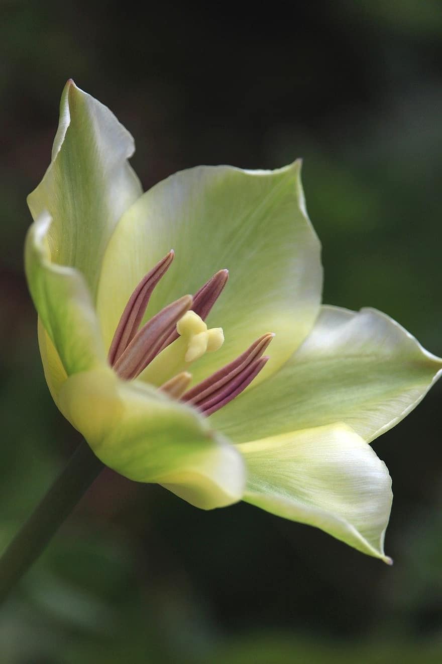 tulipa, flor, natureza, Primavera, Flor, flora, fechar-se, plantar, folha, pétala, cabeça de flor