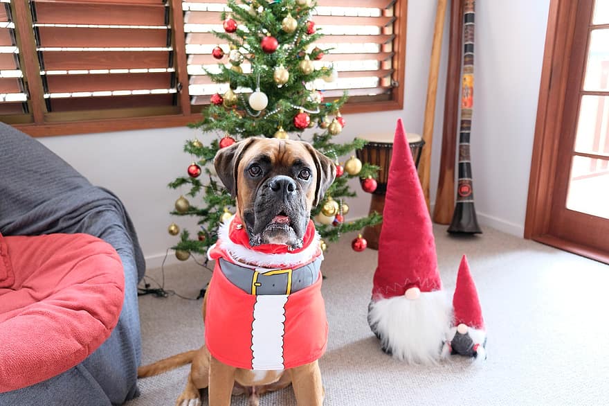 कुत्ता, बॉक्सर, पोशाक, क्रिसमस, अभिवादन, प्यारा, चेहरा, मजेदार, आकर्षक, ध्यान, परिवार