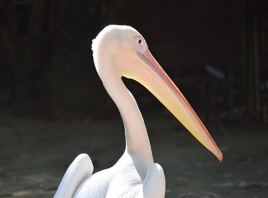 pelikán, zvíře, pták, bílý pelikán, vodní pták, volně žijících živočichů, peří, zobák, účtovat, fauna, Příroda