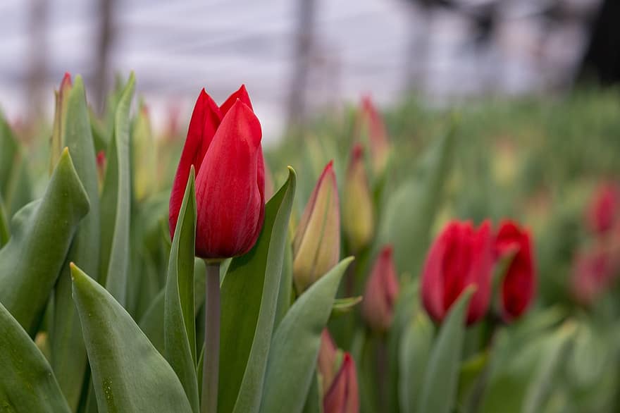 tulipan, blomst, petals, blomstringen, blomstrende, flora, floriculture, hagebruk, botanikk, natur, anlegg