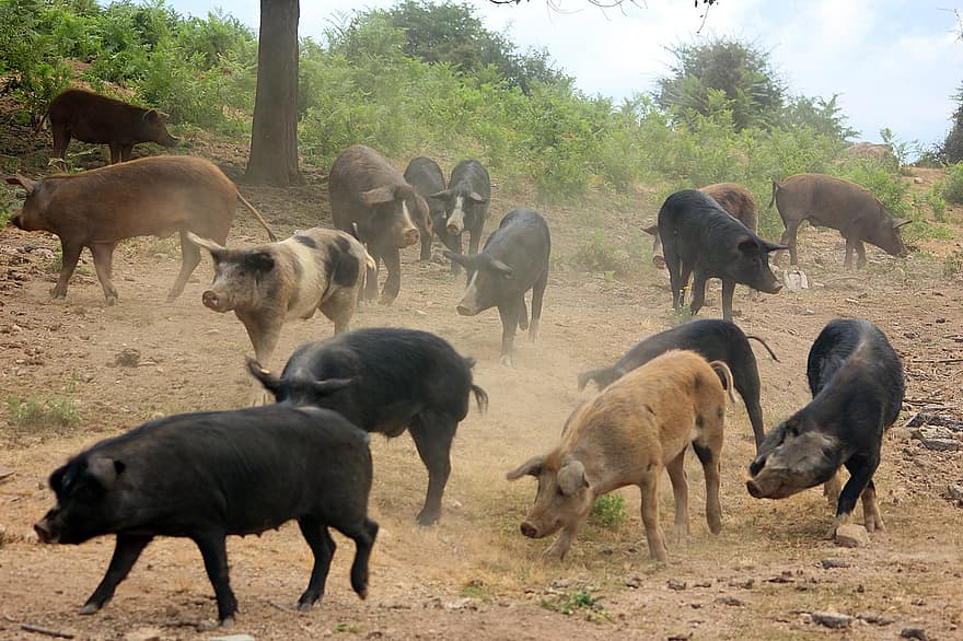 thú vật, con lợn, động vật có vú, loài, động vật, nông trại, chăn nuôi, nông nghiệp, cảnh nông thôn, cỏ, đồng cỏ