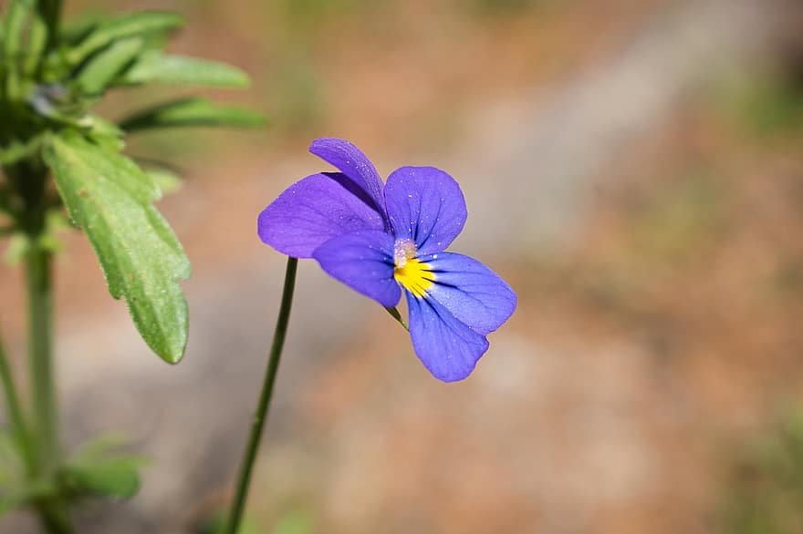 flor, pensamiento, flor Purpura, naturaleza, floración, flora, prado, de cerca, planta, pétalo, verano