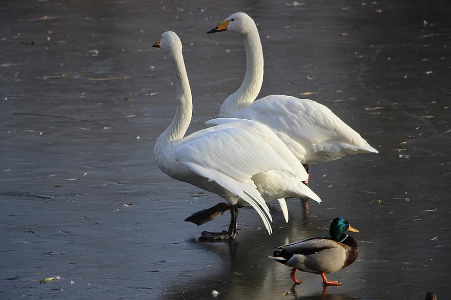 pájaro, AVE acuática, cisne, cisne blanco, estanque, estanque congelado, Beijing