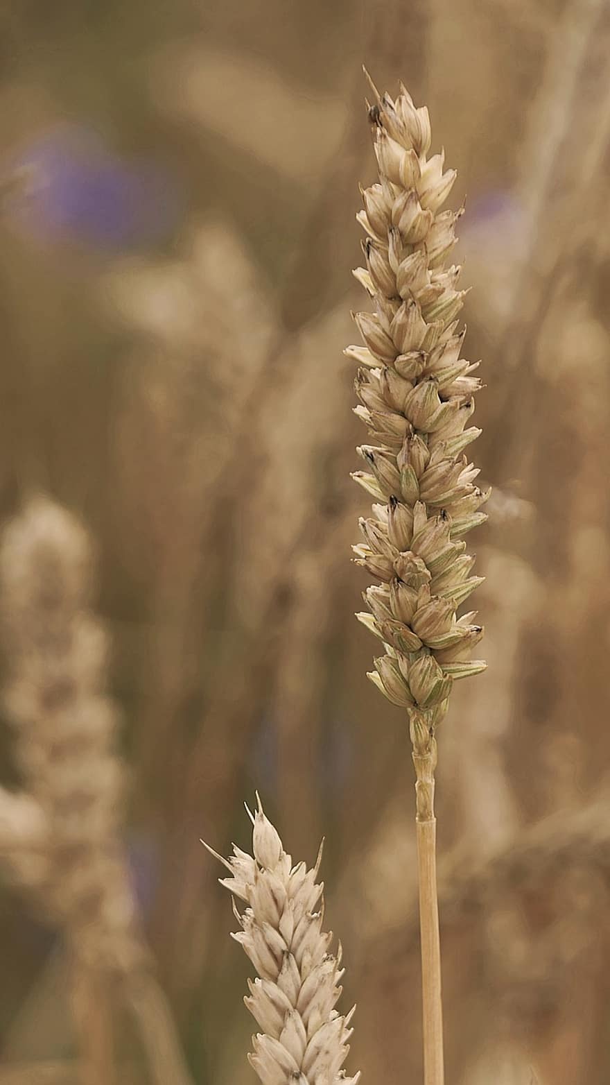 Epi, Wheat, On The Ground, Agriculture, Nature, Summer, Close Up