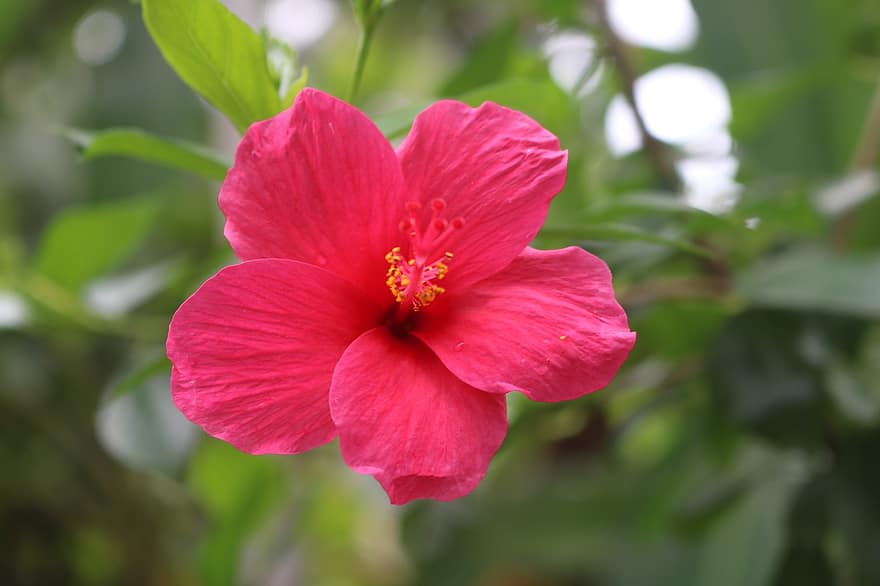 hibiscus, roșu, floare, a inflori, natură, floră
