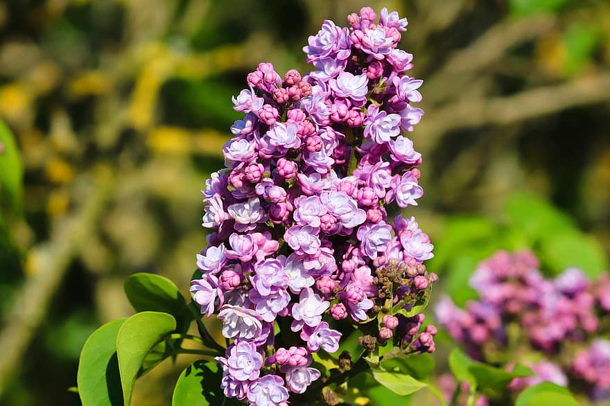 ライラック、バイオレット、紫の、咲く、自然、ブッシュ、ライラック色の花、春、花、工場、フラワーズ