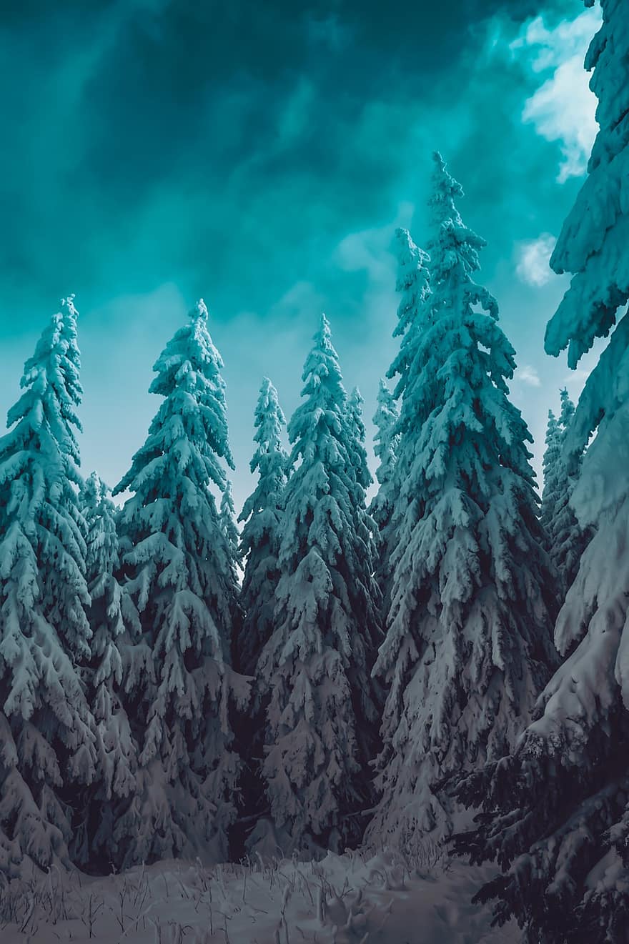 Bäume, Schnee, Natur, Landschaft, kalt, Weiß, Baum, Winter, Haus, gefroren, szenisch