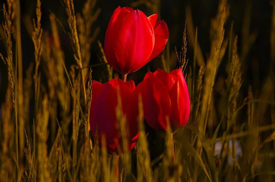 tulip, tulip merah, bunga merah, bunga-bunga, alam, musim semi
