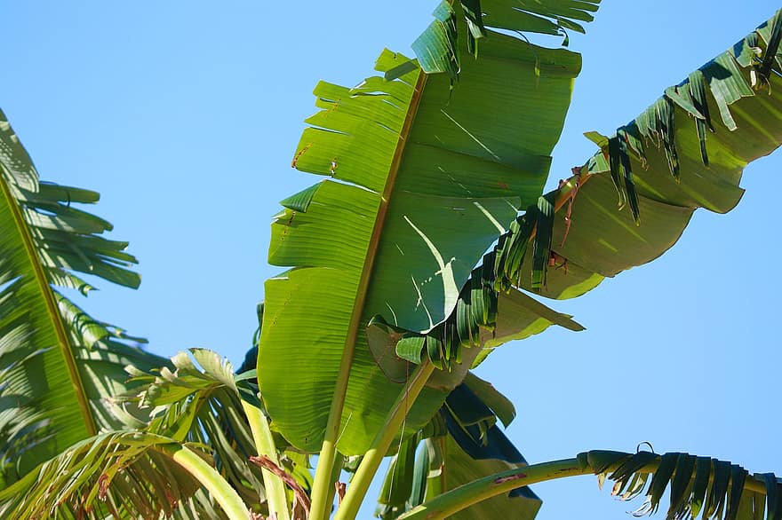 palmträd, palmfransar, tropisk, växt, natur, träd, blad, grön färg, sommar, närbild, bakgrunder