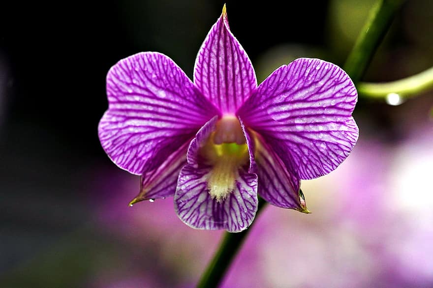 dendrobiumas, violetinė gėlė, orchidėja, flora, Iš arti, augalų, violetinė, žiedlapis, gėlė, gėlių galva, lapai