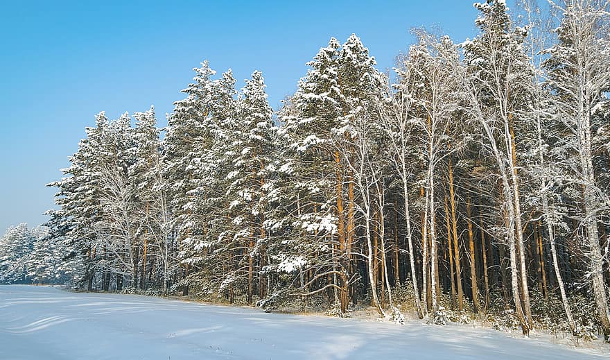 Bäume, Ast, Wald, Frost, Schnee, Winter, Natur, draußen, Schönheit, Eis, Szene