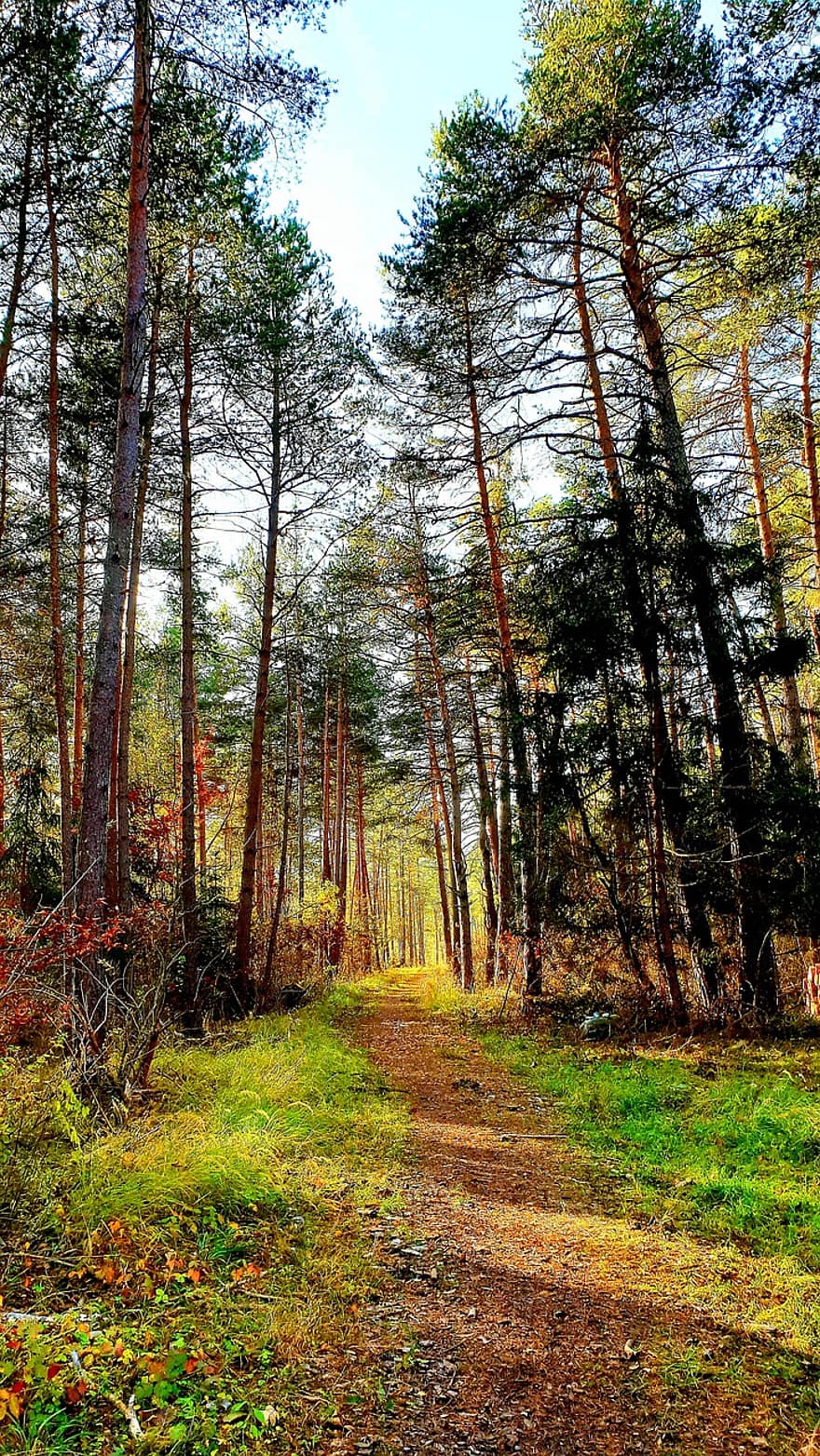 ruduo, miškas, medžiai, pobūdį, lapai, kelias, miško kelias, rudenį lapija, pomiškis, miškai, gamtos kelias