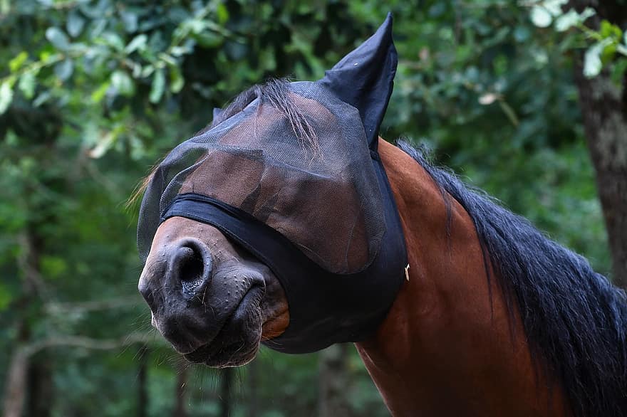 con ngựa, mặt nạ, màn chống muỗi, thú vật, mặt nạ ngựa, ngựa, động vật có vú, con ngựa giống, bờm