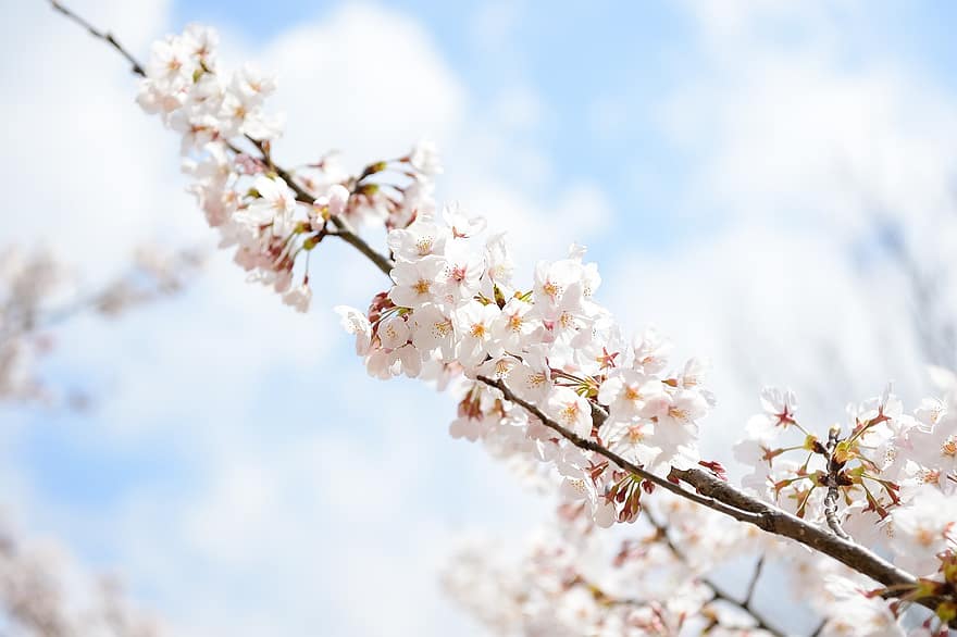 kukat, kirsikankukkia, Japani, kevät, kausiluonteinen, kukinta, kukka, kasvitiede, luonto, maisema, haara