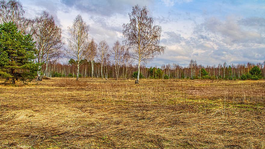 Grove, Trees, Nature, Landscape, Birch, Forest, Clearing, tree, grass, rural scene, season