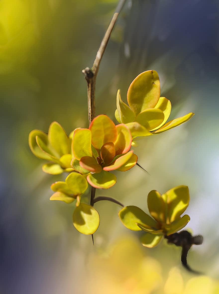 Barberry, Leaves, Foliage, Sprig, Yellow Leaves, Branch, Plant, Bush, Nature, Macro, Closeup