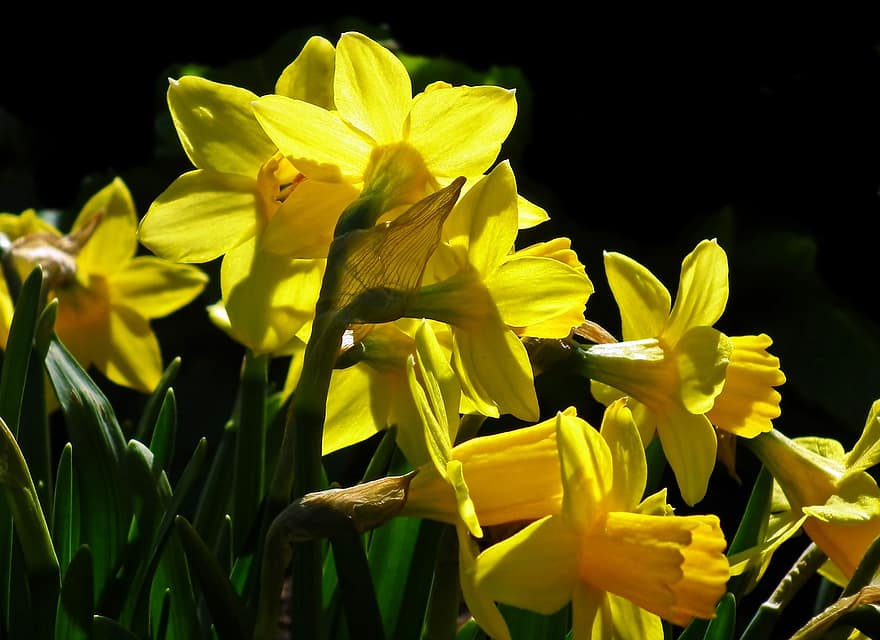 flores, narcisos, flores amarelas, Primavera, jardim