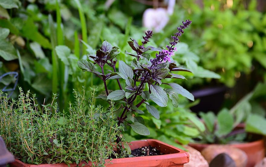 Basil Bush Basil, tymián, byliny, kulinářské byliny, bylinková zahrada, aroma, bylinné rostliny, léčivé byliny, jíst, zdravý, chuť