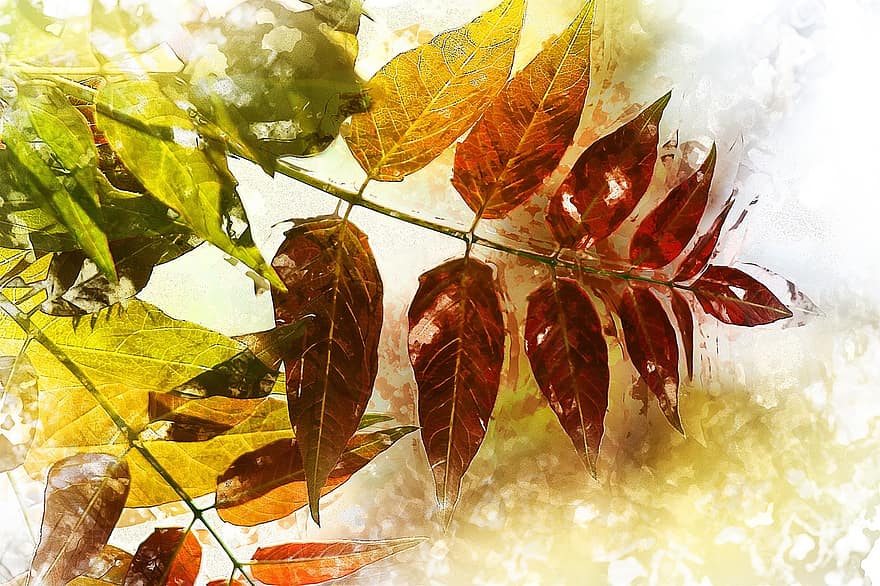 follaje, rama, hojas, otoño, colores, color, madera, hoja de otoño, planta, plantas de hoja, luz del sol