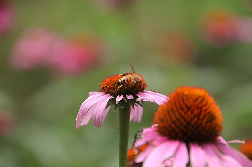 včela, pyl, květ, opylit, opylování, coneflower, hmyz, okřídlený hmyz, hymenoptera, Echinacea Purpurea Květiny, rostlin
