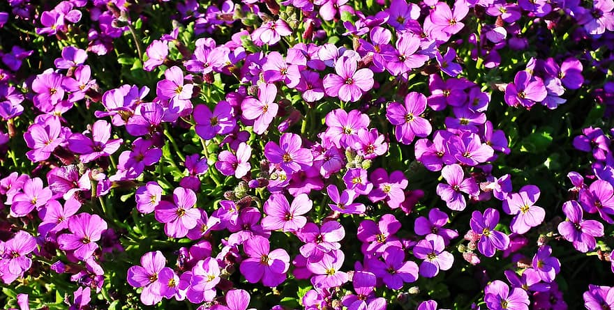kukat, violetit kukat, puutarha