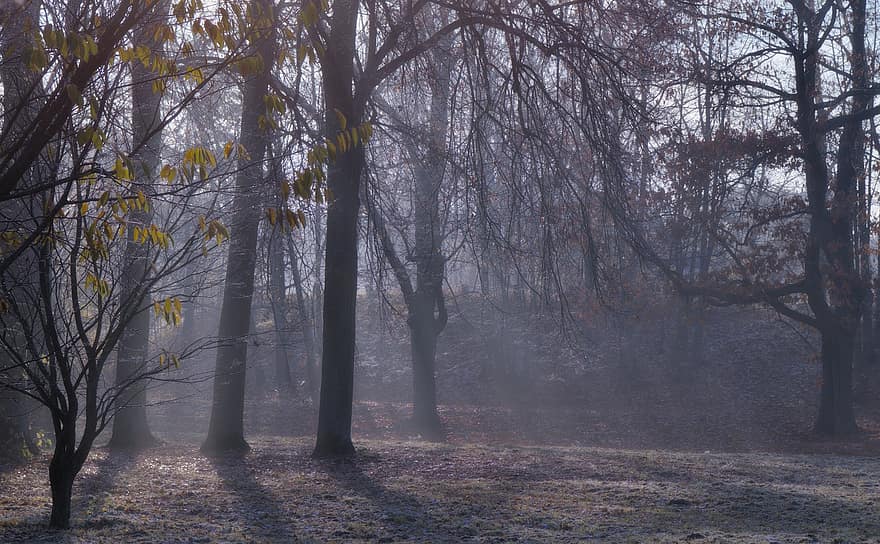 Trees, Forest, Early Fog, Sunbeams, Morning Mood, Haze, Fog, Mysterious, Outdoors, Fall, Season