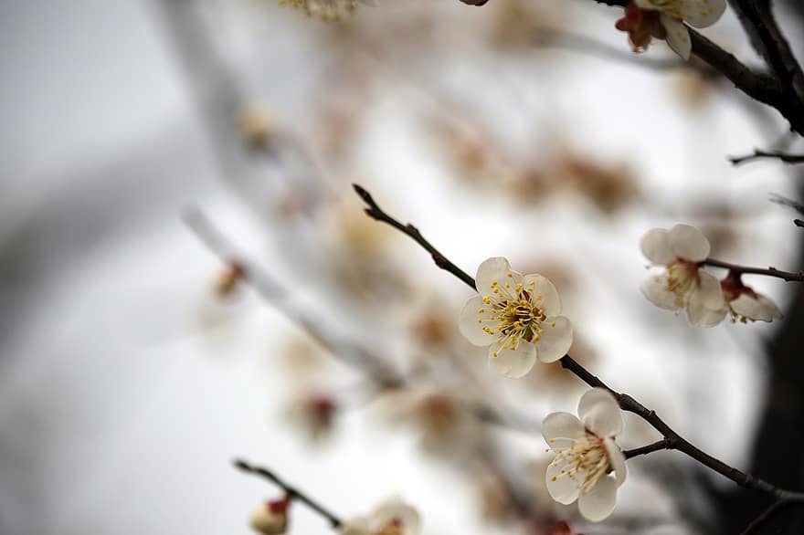 Plum Blossoms, White Flowers, Spring Flowers, Spring, Plum Tree, Flowers, branch, springtime, flower, close-up, plant