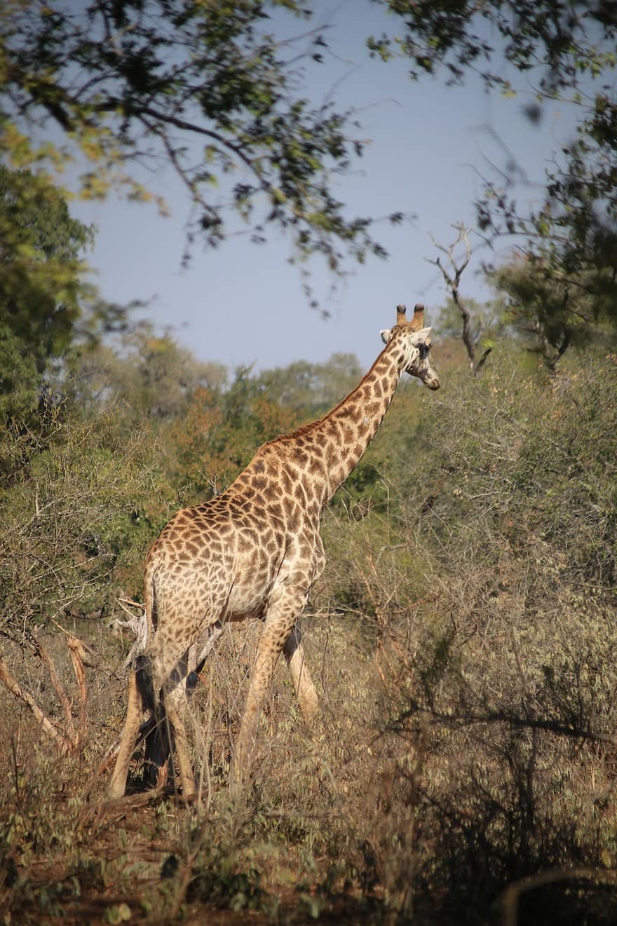giraf, dyr, safari, pattedyr, vildt dyr, dyreliv, fauna, ødemark, vild, natur