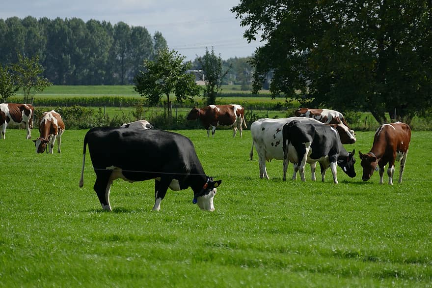 krávy, tráva, pastvina, dobytek, syrovátka, venkovní, pást se, srst, zemědělství, chov zvířat, farmáři