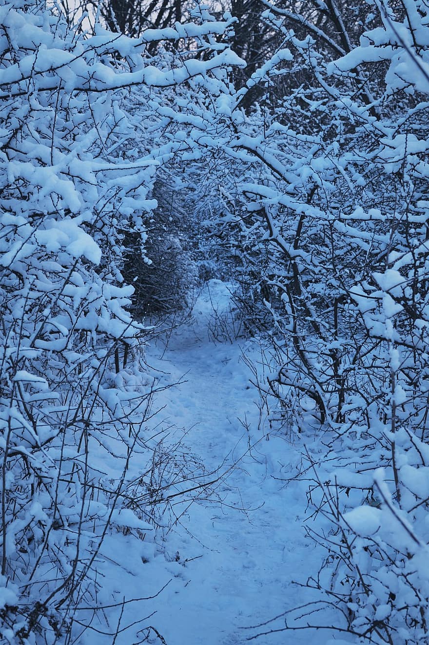 cesta, stromy, les, sníh