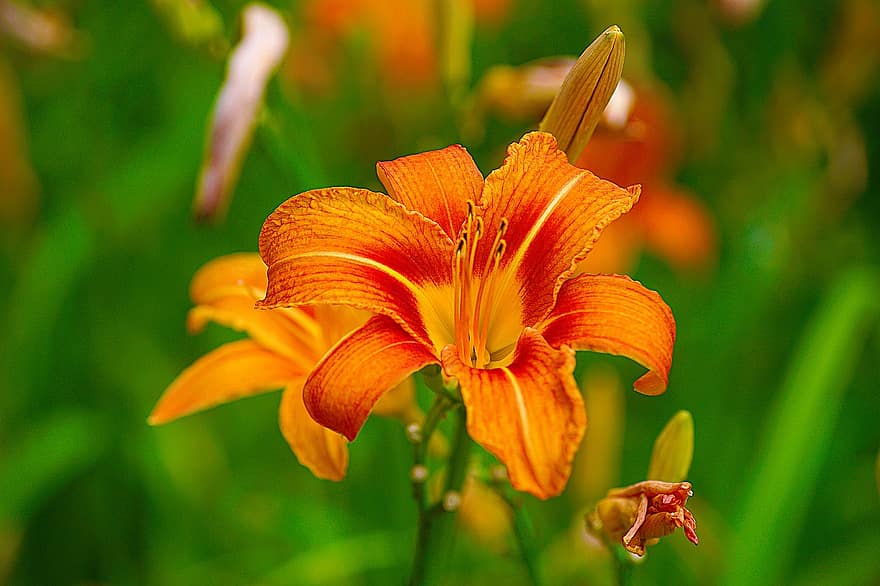 Лили, цветок, оранжевая лилия, лепестки, оранжевые лепестки, цветение, цвести, Флора