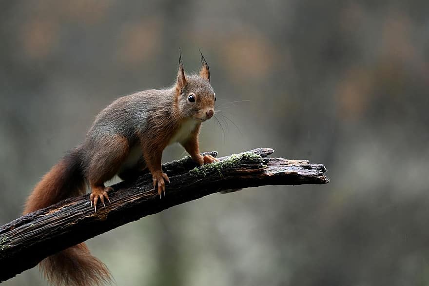 vörös mókus, mókus, állat, rágcsáló, emlős, vadvilág, természet, esik, ősz, vadon élő állatok, aranyos