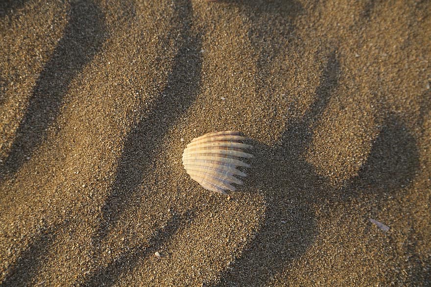 ракушка, песок, море, пляж, летом, природа, день отдыха, океан, морской, объем памяти