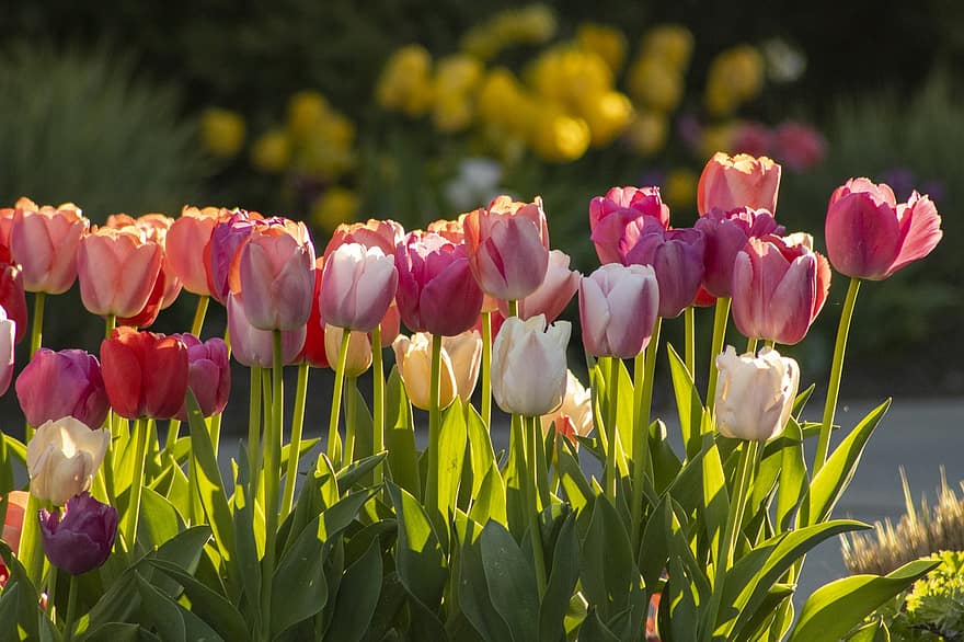 tulip, bunga-bunga, taman, tanaman, tanaman berbunga, berkembang, mekar, flora, pemeliharaan bunga, hortikultura, botani