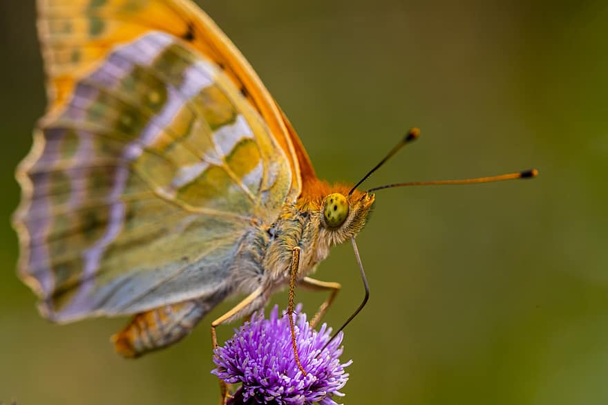 Butterfly, Insect, Flower, Silver-washed Fritillary, Argynnis Paphia, Nature, Animal, Animal Wing, Beauty In Nature, Close Up, Wildlife