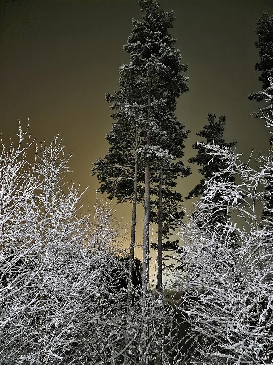 træer, vinter, sne, nat, aften, frost, kold