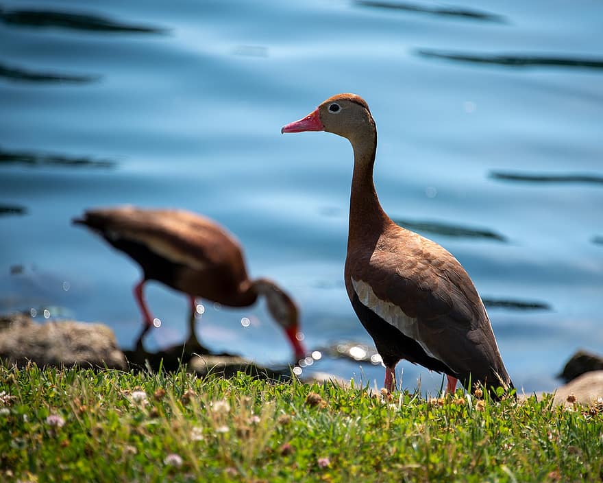Ducks, Black-bellied Whistling Duck, Water, Lake, Waterfowl, Nature, Saint Charles, Missouri, Bird, Animal