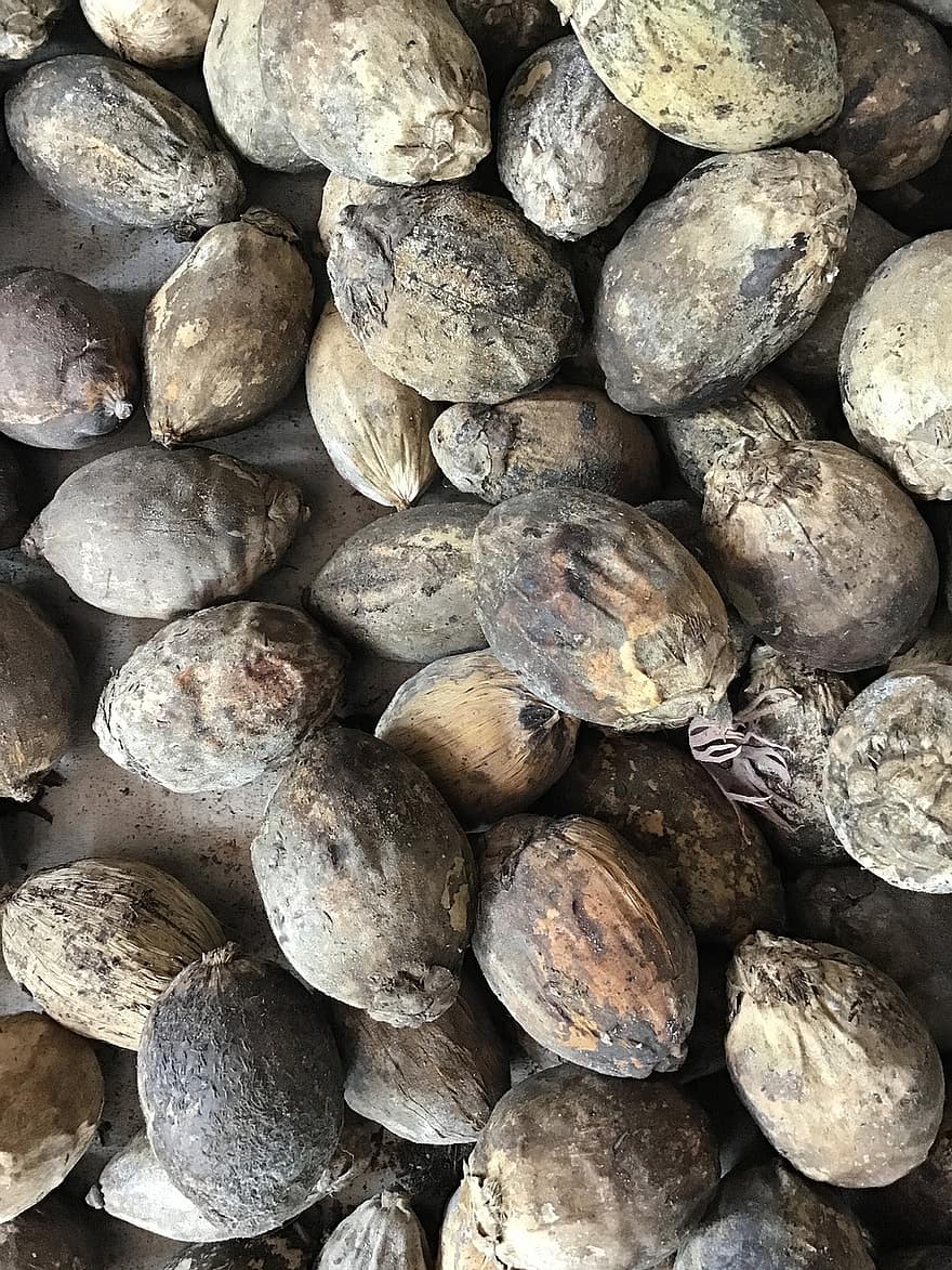 Betel Nuts, Areca Nut, Areca Palm Seeds