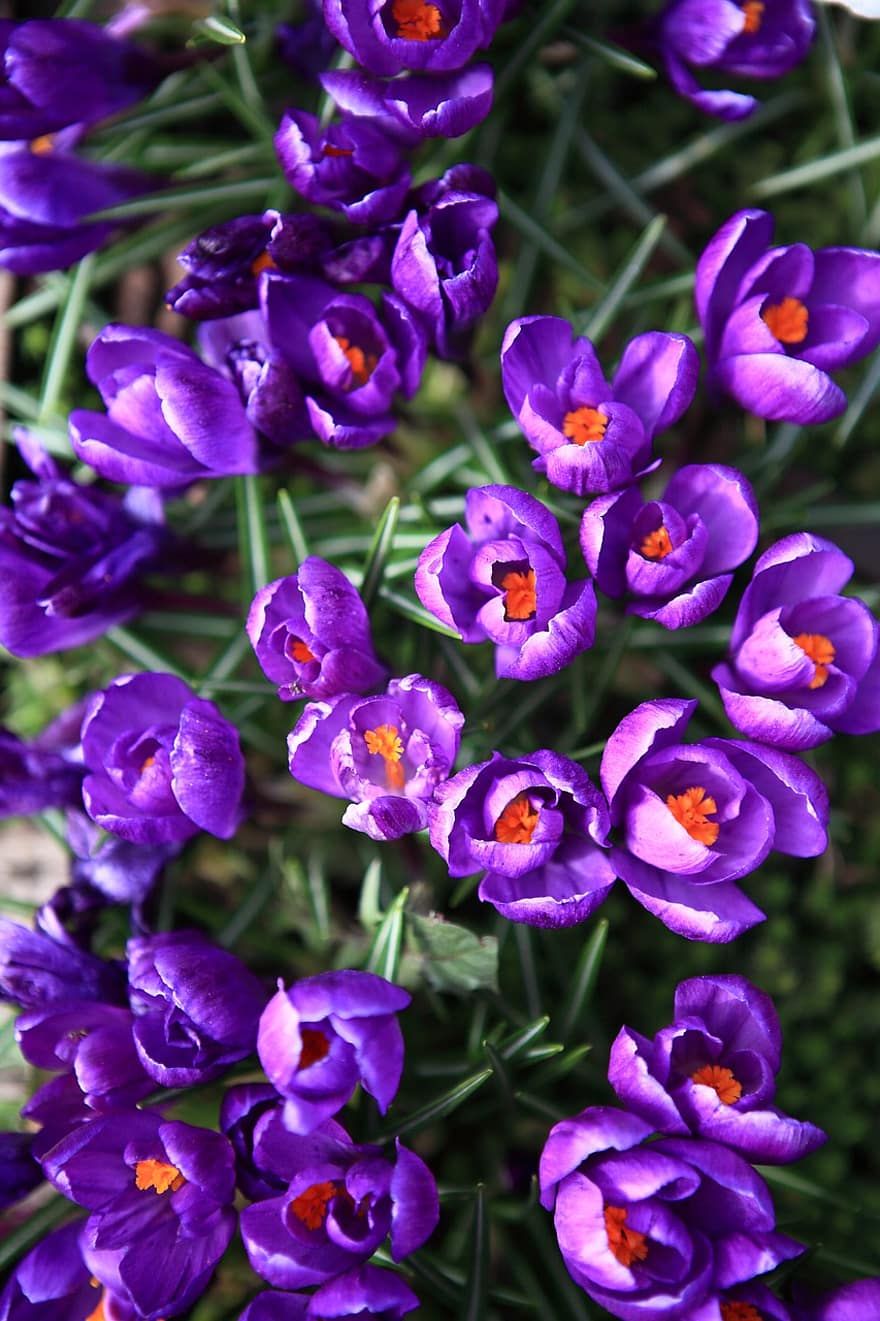 krookukset, kukat, violetit kukat, terälehdet, violetit terälehdet, kukinta, kasvit, luonto, kasvisto, kuva, uudet kukat