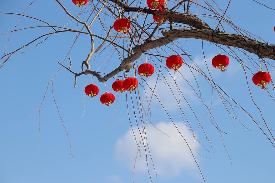 linternas rojas, ramas, árbol, colgando, decoración, linternas, año Nuevo Lunar, Año nuevo, nube, rama, azul