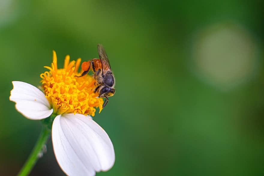 insekt, bi, blomma, vild honungbi, Dvärghonungsbi, nektar, djur-, naturlig, natur, makro