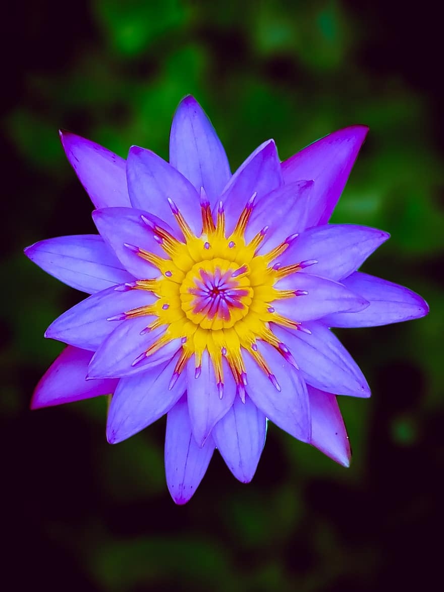 loto, flor, flor de loto, flor Purpura, pétalos, pétalos morados, floración, planta acuática, flora, pétalo, planta