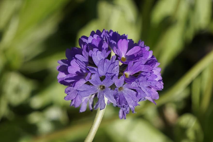 Drumstick Primrose, Purple Flowers, Flowers, Blossoms, Nature, Bloom, Macro, Spring, Plants, Botany, close-up