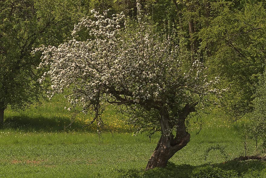arbre fruiter, pomera, flors de poma, Prat de l'hort, horta, primavera, arbre fruiter florent, arbre, flor, planta, escena rural