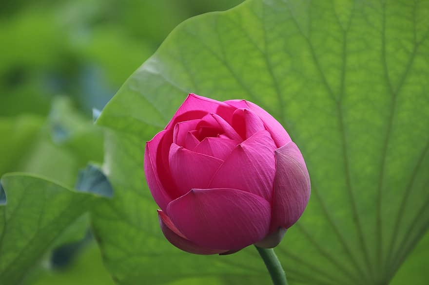 Lotus, Flower, Plant, Petals, Pink Flower, Water Lily, Bloom, Blossom, Aquatic Plant, Flora, Nature